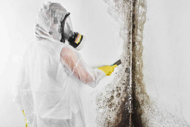 Why You Should Choose Our Mold Remediation Services in Austin, AR